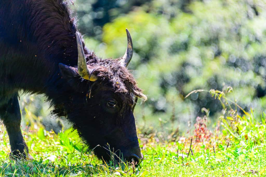 Bumthang, Bhutan