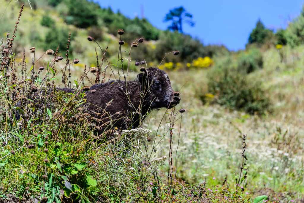 Bumthang, Bhutan