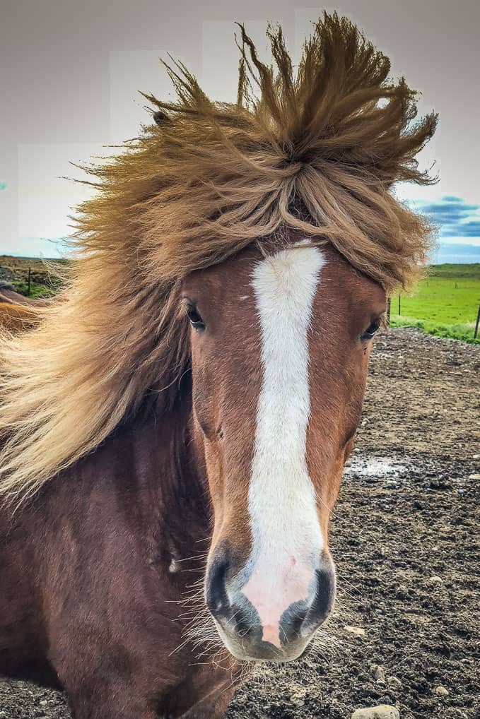 Icelandic Horse