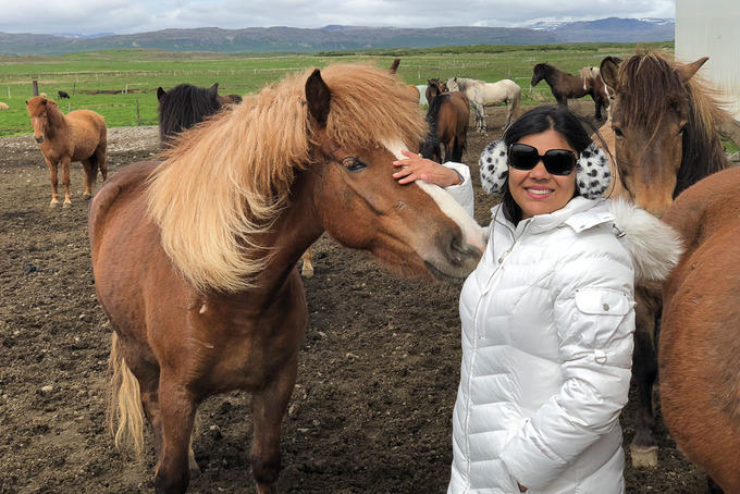 Icelandic Horses.