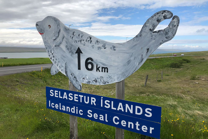 Seal watching