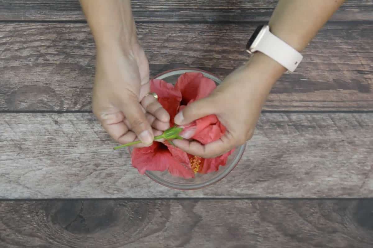 Calyx of the hibiscus flower removed.