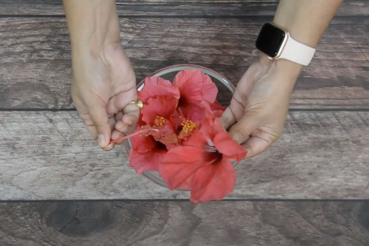 Stamen of the hibiscus flower removed.