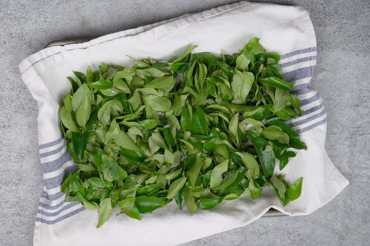 Washed curry leaves spread on a kitchen towel